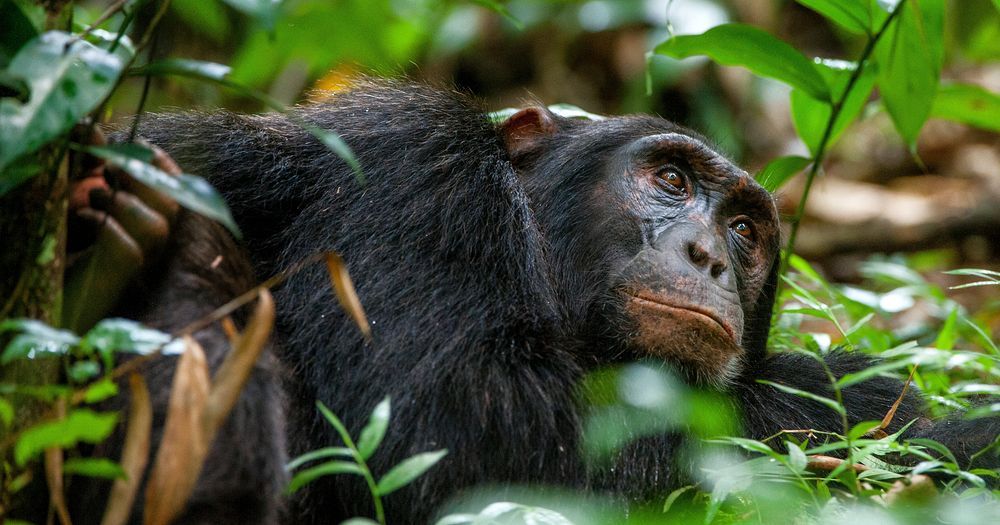 Track Wild Chimpanzees Tanzania Attraction - Predators Safari Club