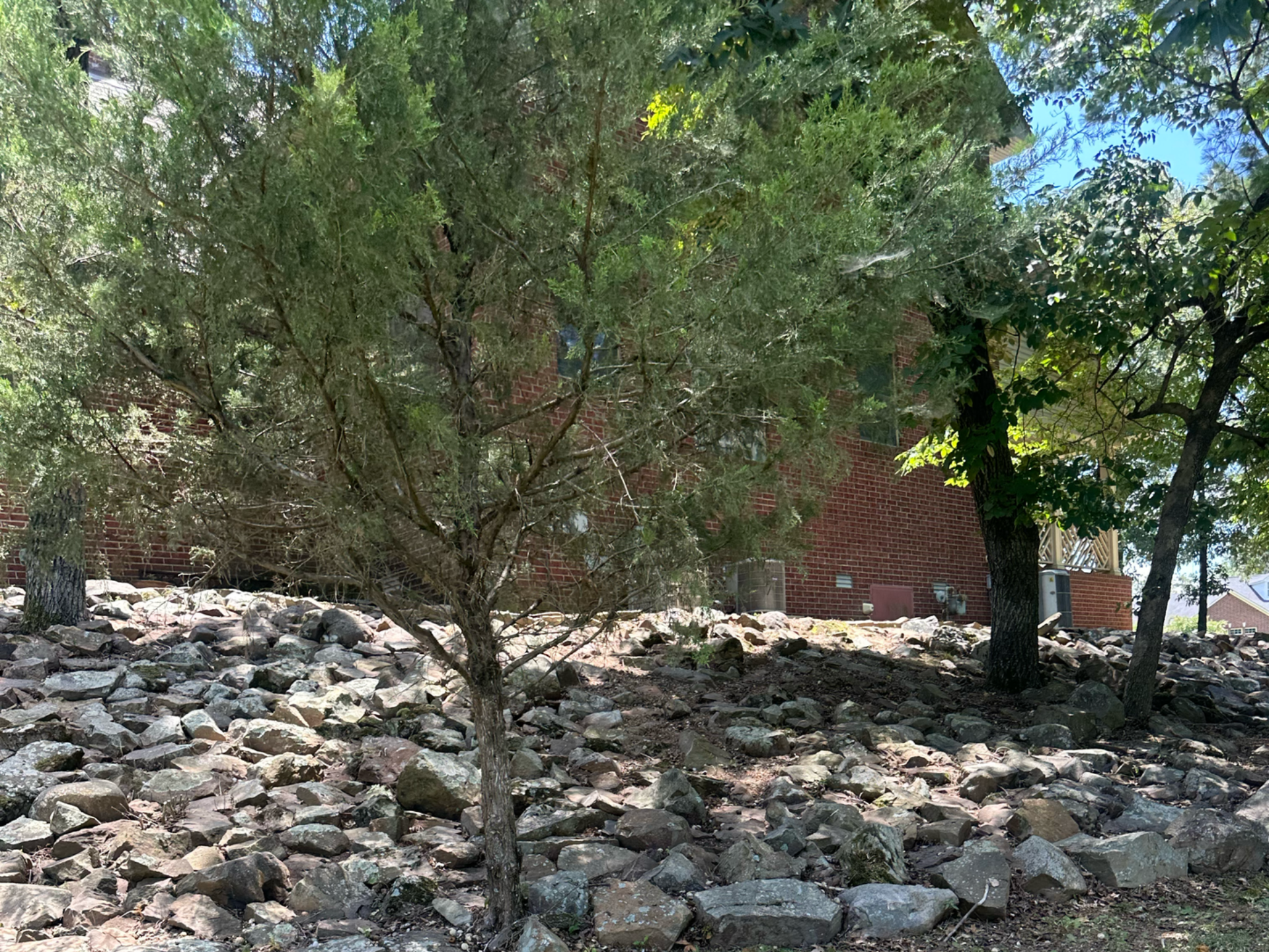 A young tree with green leaves stands in a rocky area, with a brick building in the background.