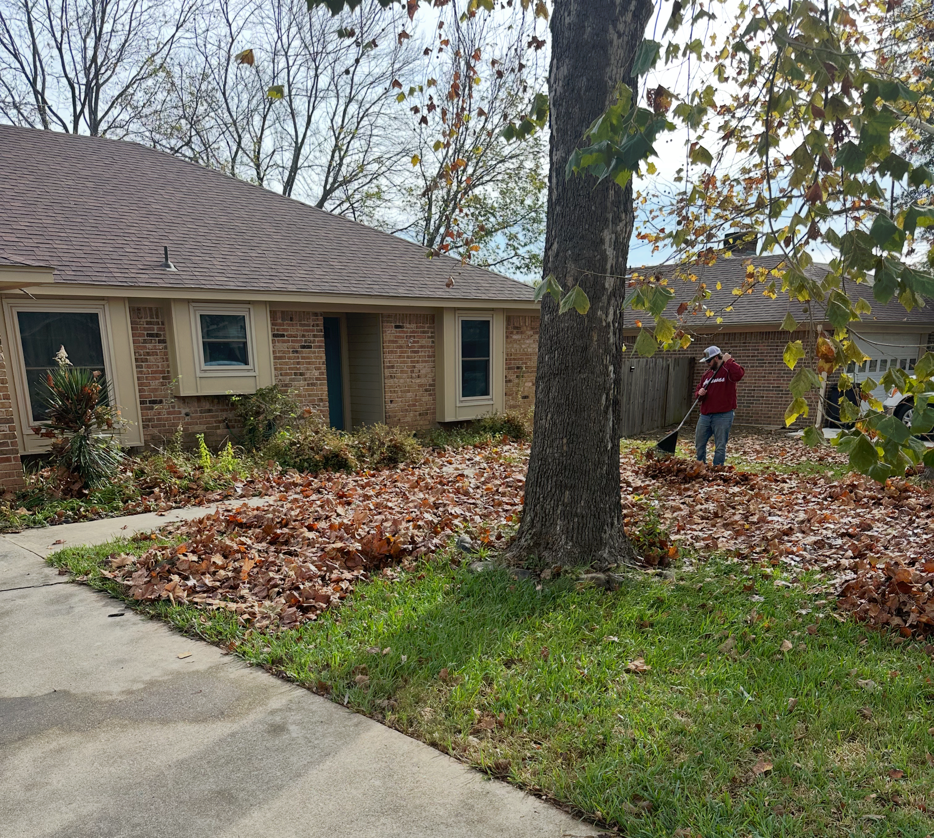 Person raking leaves in front yard with a house, tree, and sidewalk.
