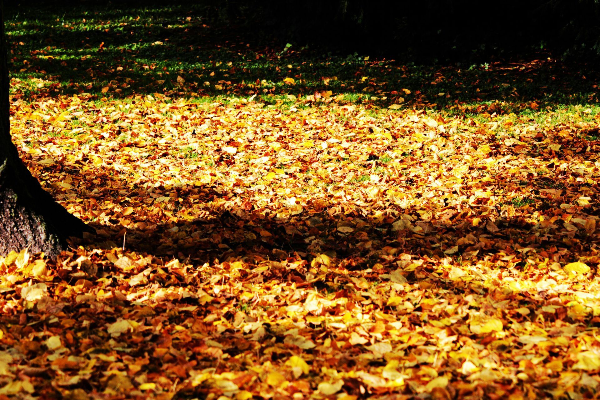 A pile of leaves on the ground