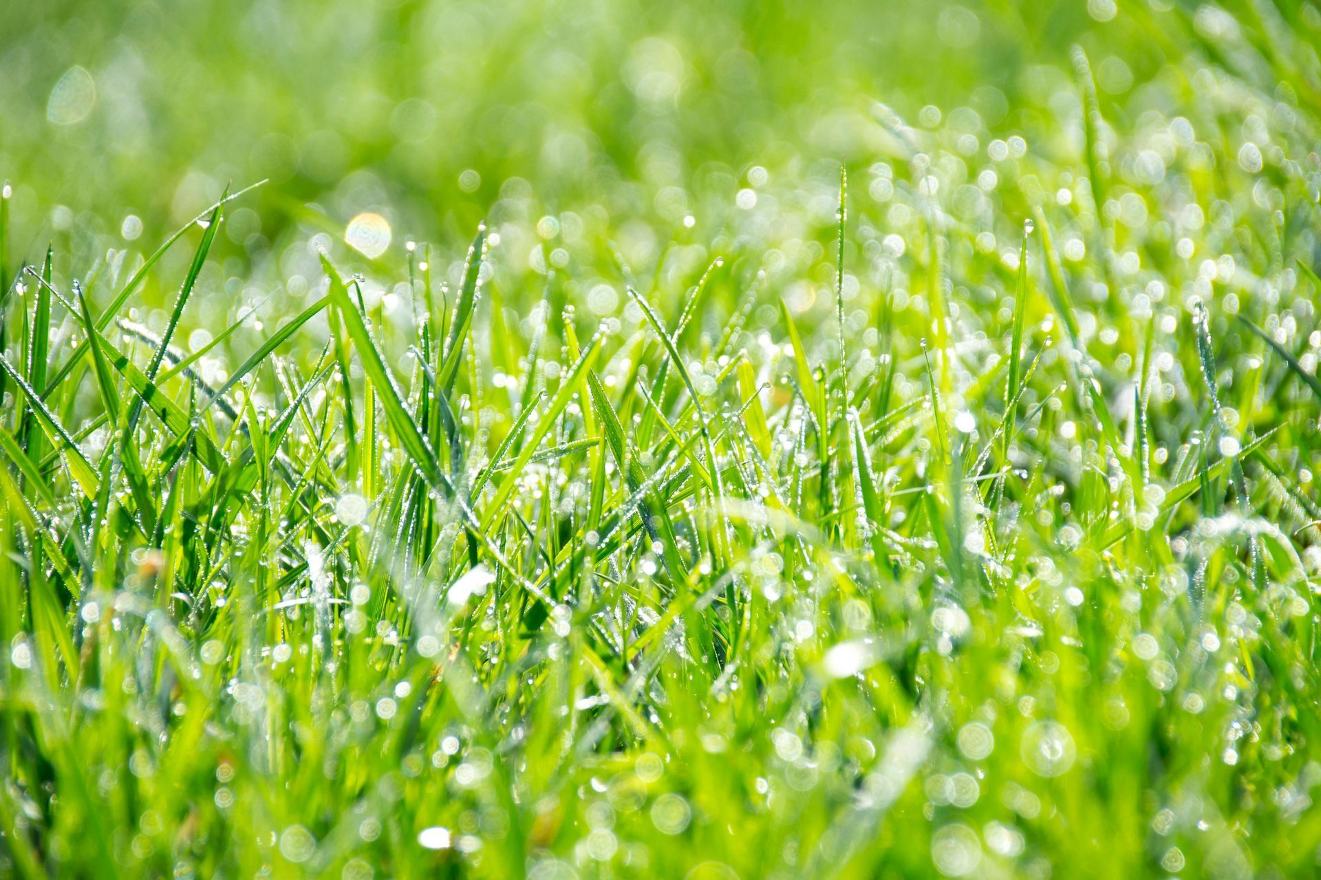 A close up of a lush green field of grass with water drops on it.