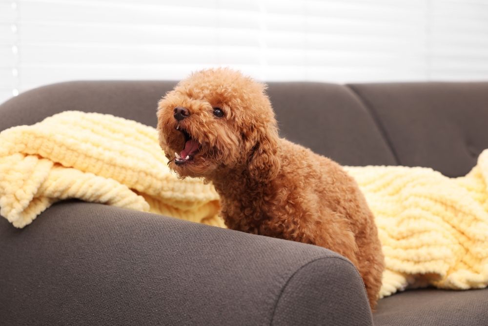 puppy barking on the couch in an apartment 