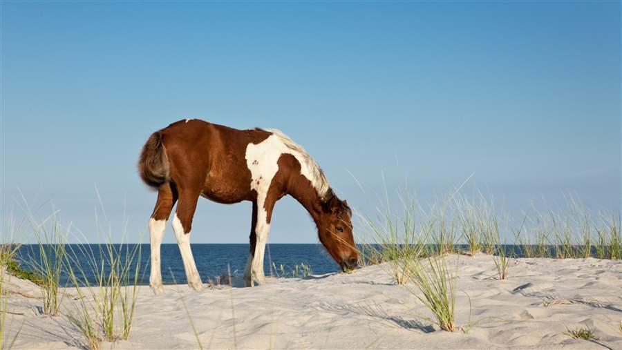 Wild horse roams the beaches of Asateague Island 