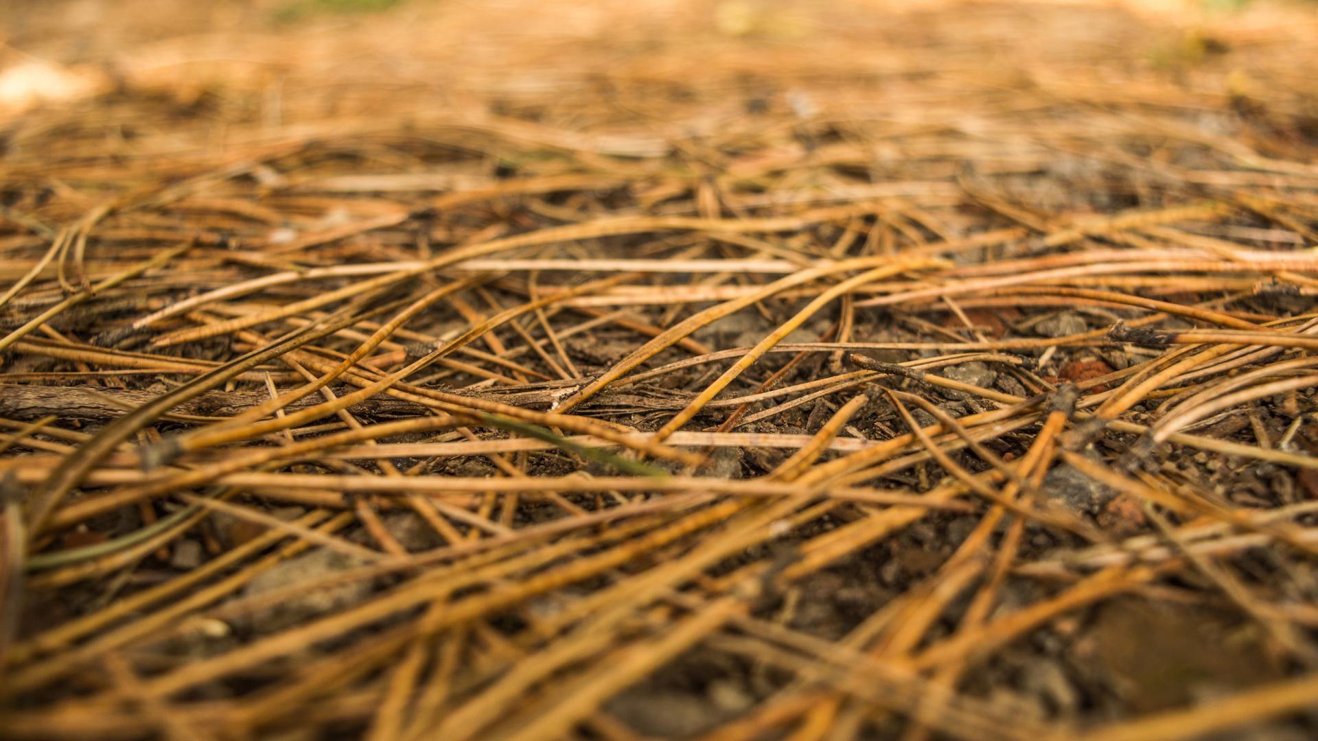 Close-up view of forest floor covered in dry, brown pine needles.