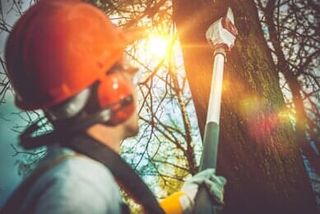 Tree Branches Pro Cutting - Certified Arborist in Grants Pass, OR