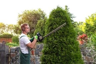 Man trimming the tree - Certified Arborist in Grants Pass, OR