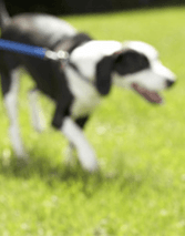 Dog on Leash, In-Home Pet Services in Chesapeake, VA