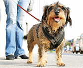 Dog, Pet Waste Removal in Chesapeake, VA