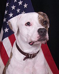 Dog, Scoop-N-Walk in Upper Marlboro, MD & Chesapeake, VA Dog, Scoop-N-Walk in Upper Marlboro, MD & Chesapeake, VA