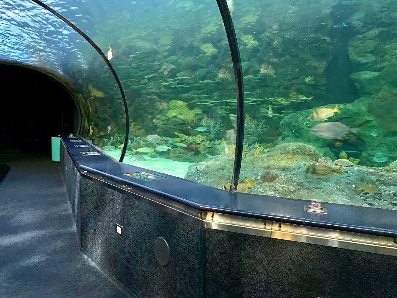 A tunnel leading to a large aquarium filled with fish.