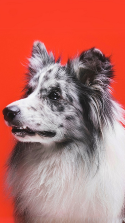Blue merle Shetland Sheepdog against a bright red background, looking to the left.