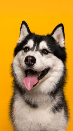 Black and white Siberian Husky with pink tongue panting, set against a bright yellow background.