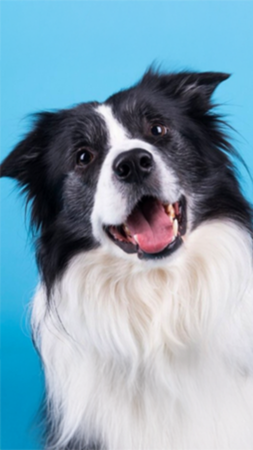 Black and white Border Collie dog, head tilted, with mouth open, against a blue background.