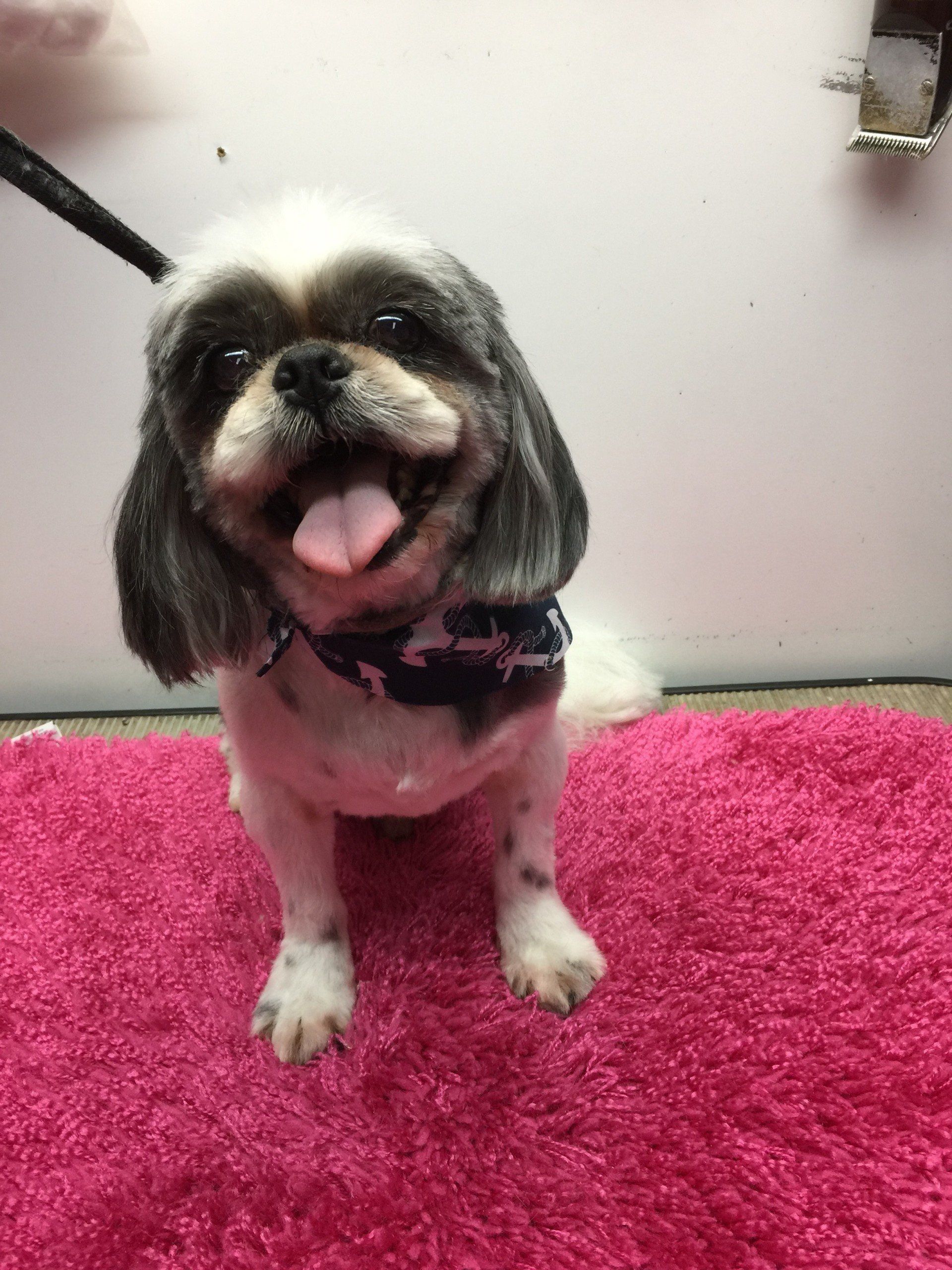 happy grey and white puppy
