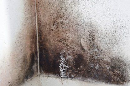 mold growing on the wall - Charleston, WV
