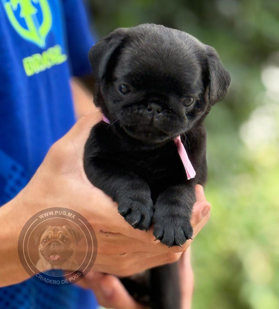 cachorro pug en venta