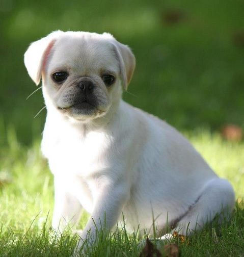 venta de perros shih tzu