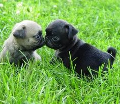 venta de perros shih tzu