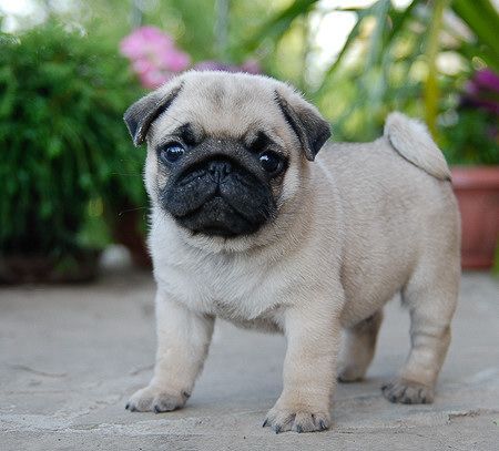 Criaderos de shih tzu en mexico