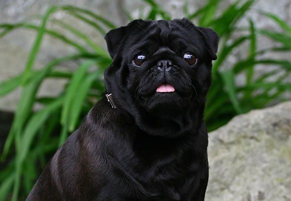 pug en cancun