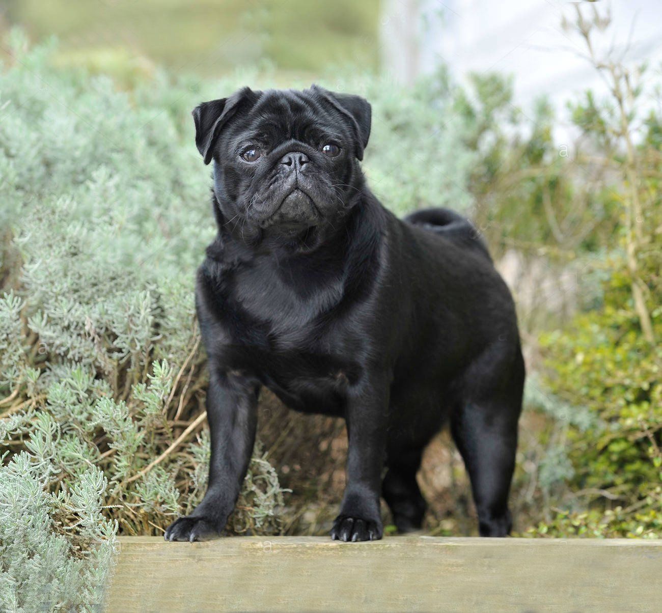 pug en chihuahua