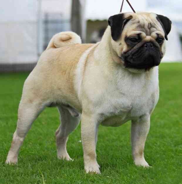 pug en culiacan