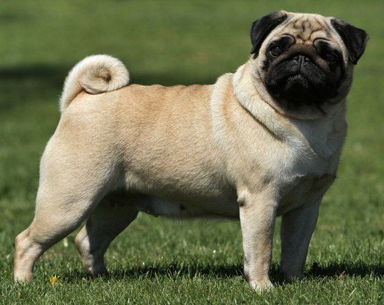 pug en durango