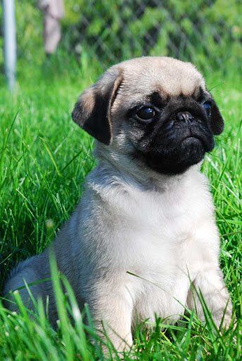 venta de perros shih tzu