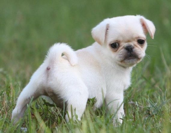 venta de perros shih tzu