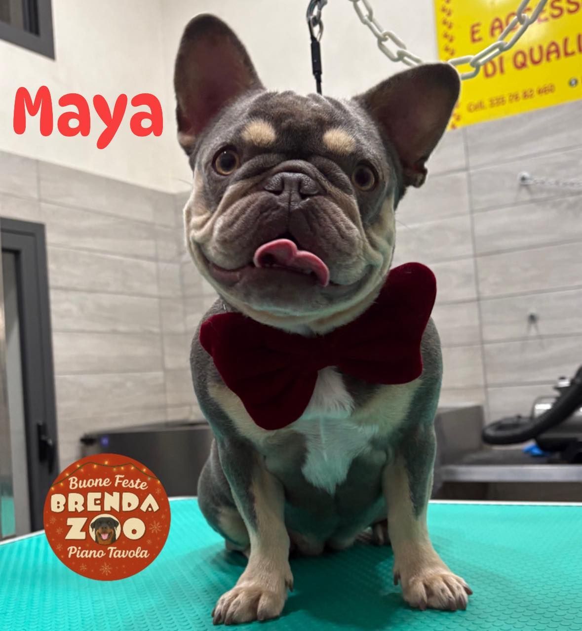 Bulldog francese con papillon rosso e lingua di fuori; la parola 