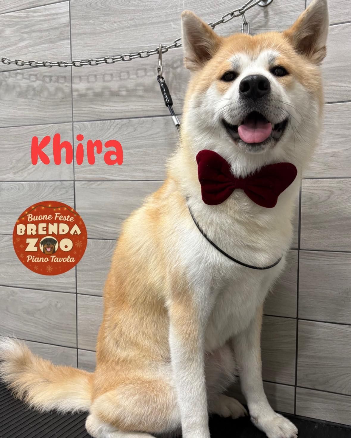 Cane Akita sorridente con un papillon bordeaux. Seduto in casa con il pelo chiaro.