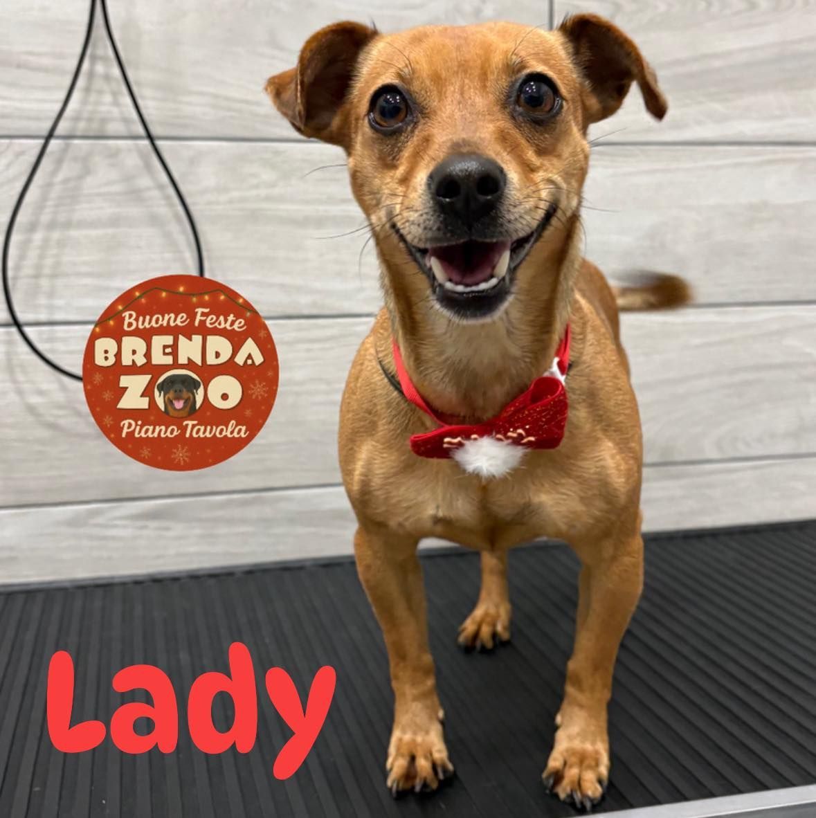 Un cane marrone di nome Lady, che indossa un papillon, sorride durante una toelettatura.