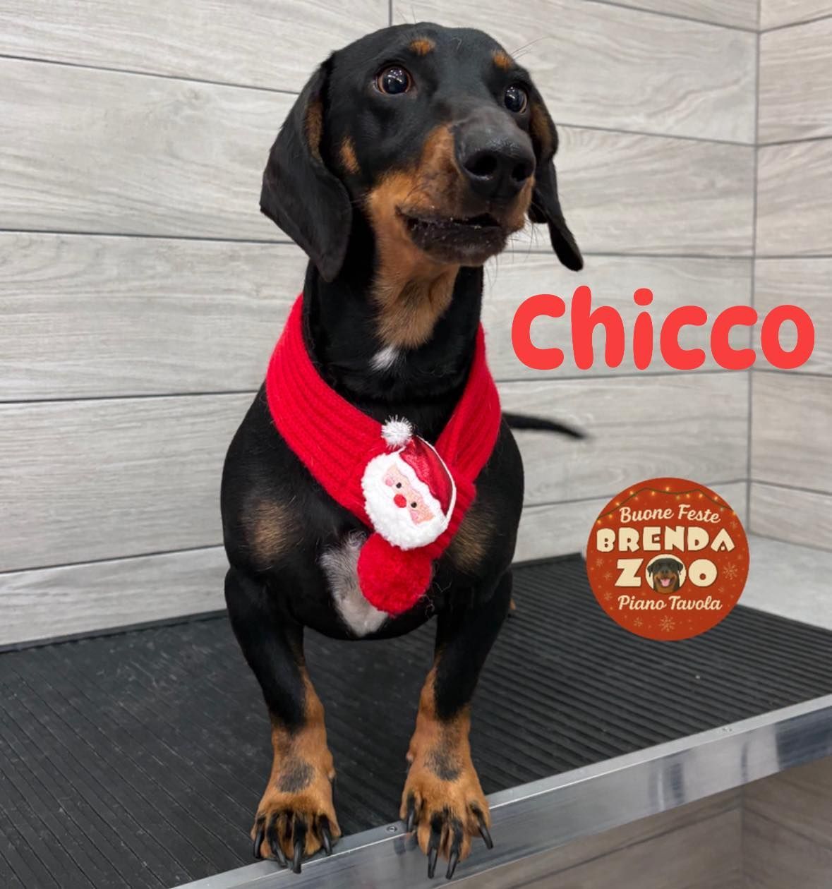 Bassotto nero focato che indossa una sciarpa rossa a tema Babbo Natale, in piedi davanti a un muro piastrellato grigio.