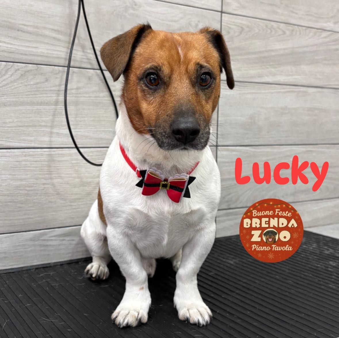 Un Jack Russell Terrier di nome Lucky con un papillon rosso, seduto in casa.