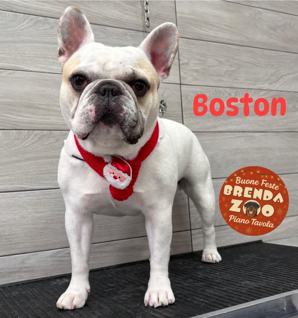 Bulldog francese, bianco con il muso abbronzato, con un collare da Babbo Natale, in piedi su un tavolo da toelettatura.