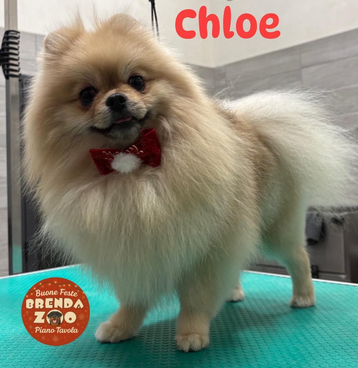 Chloe, la Pomerania con la pelliccia marrone chiaro e un papillon rosso, posa su un tavolo da toelettatura.