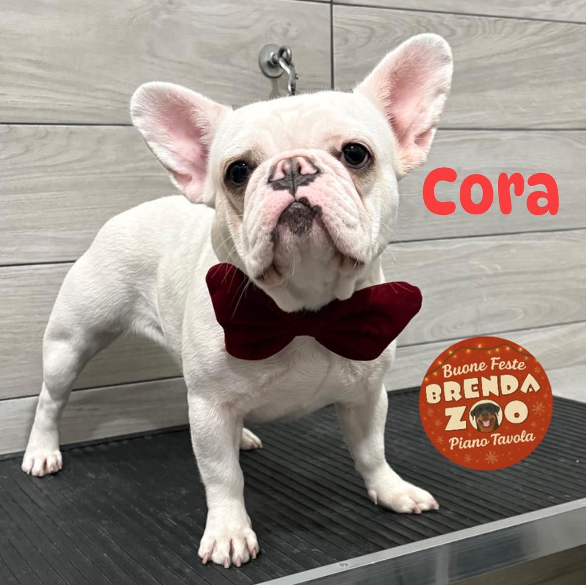 Bulldog francese bianco di nome Cora che indossa un papillon bordeaux.