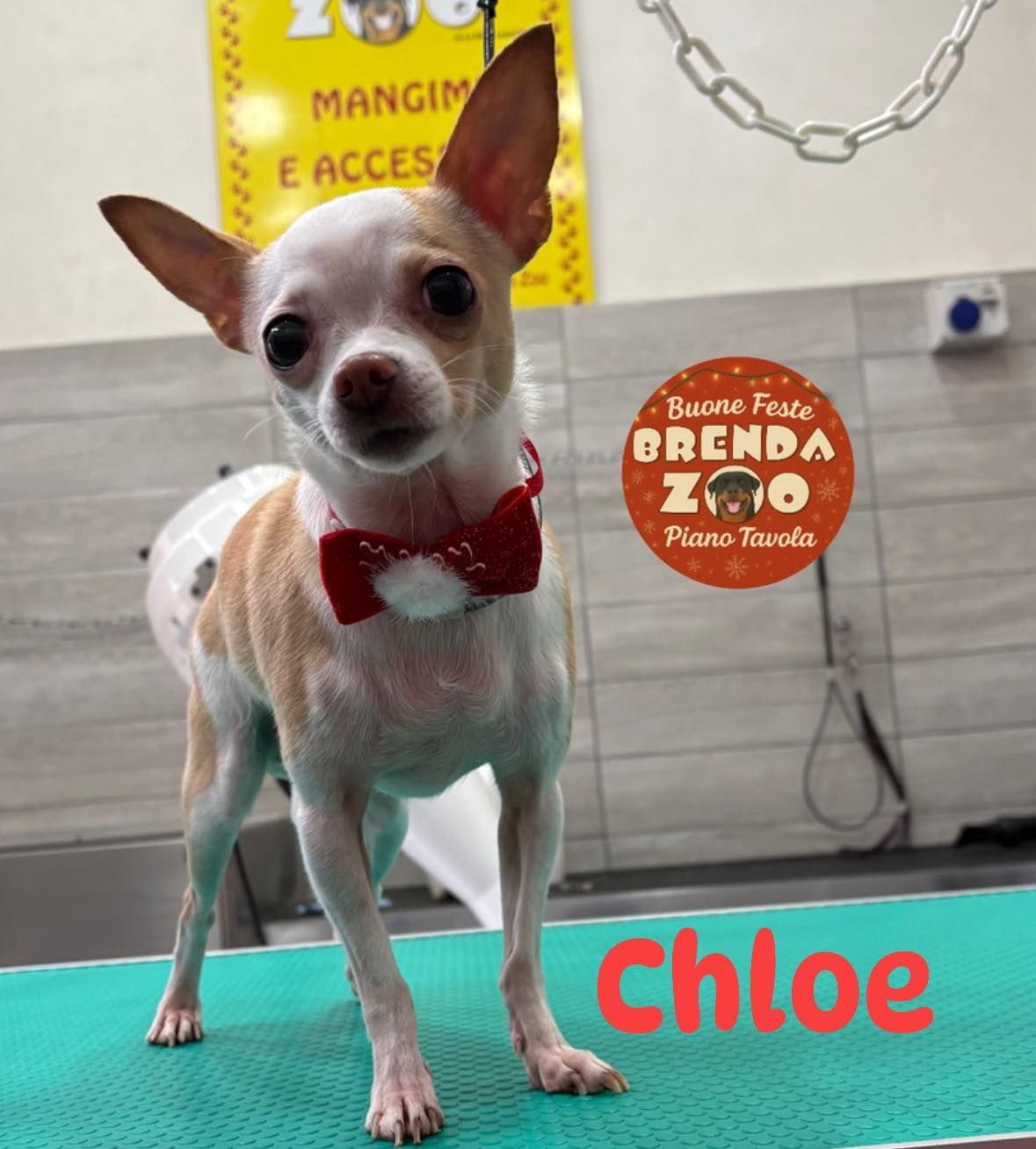 Chloe, la chihuahua che indossa un papillon rosso, è in piedi su un tavolo da toelettatura.