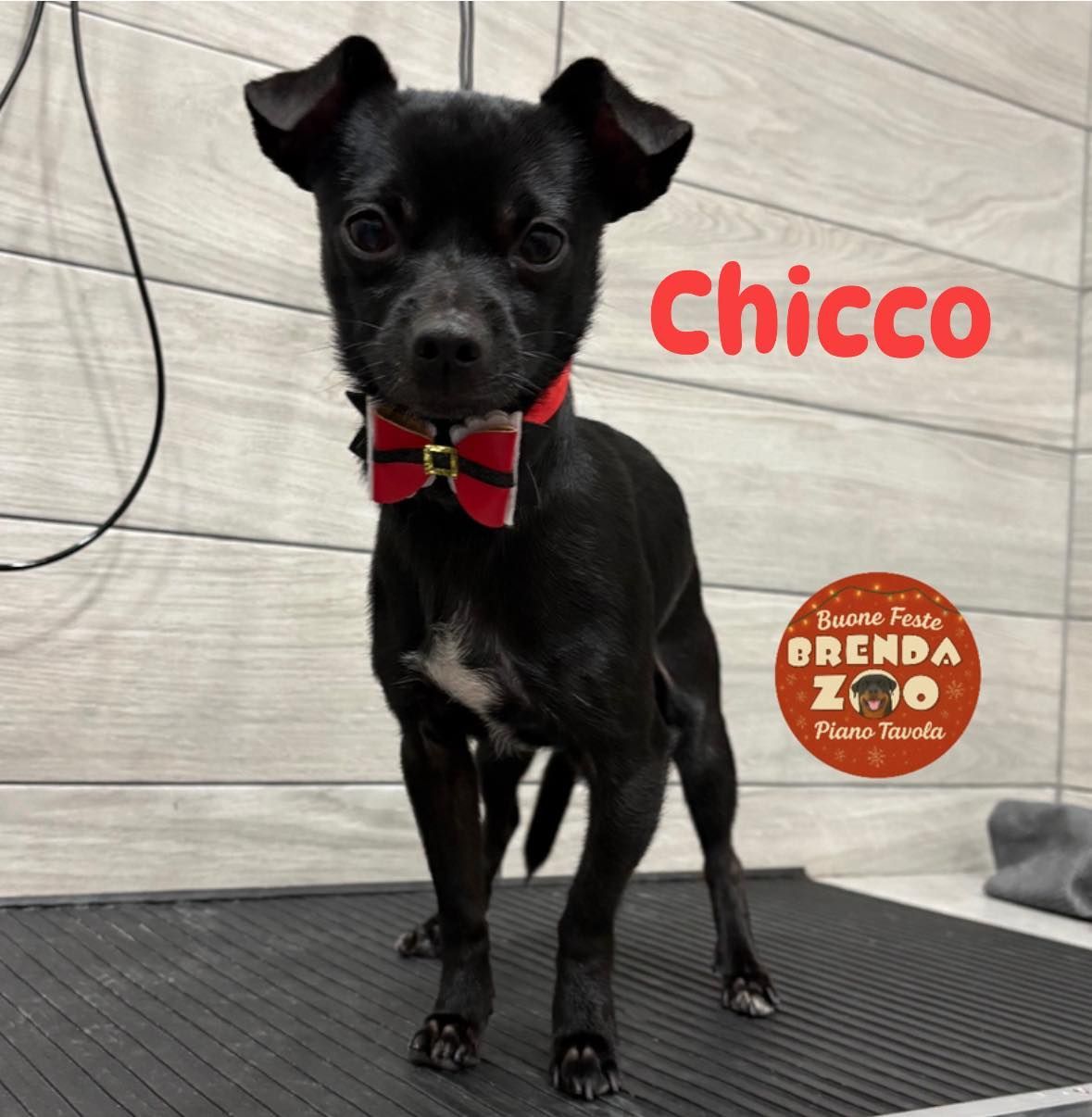 Chicco, un piccolo cane nero con un papillon rosso, è in piedi su una superficie scura davanti a un muro grigio chiaro.