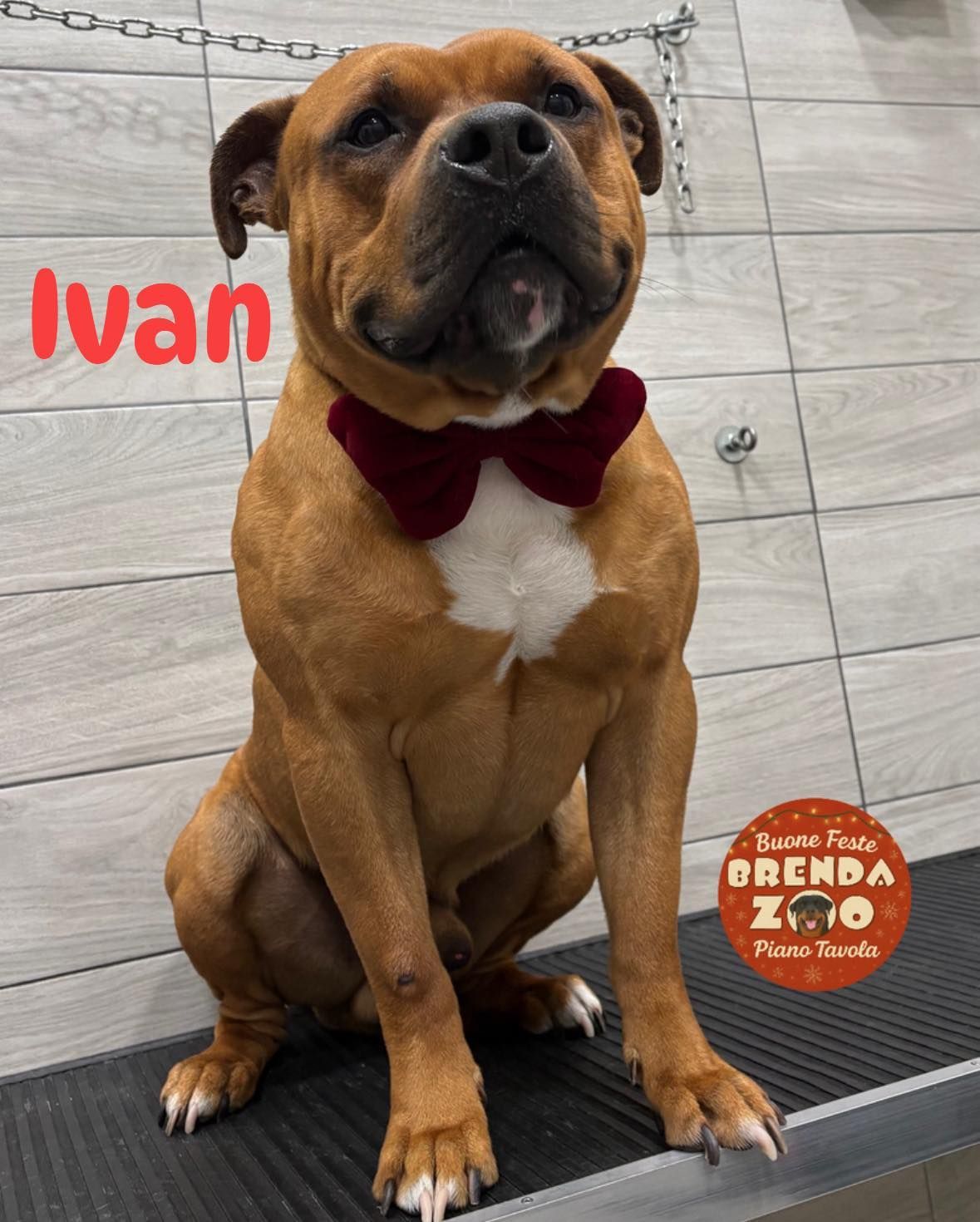 Un cane marrone di nome Ivan, seduto in casa, indossa un papillon color bordeaux.