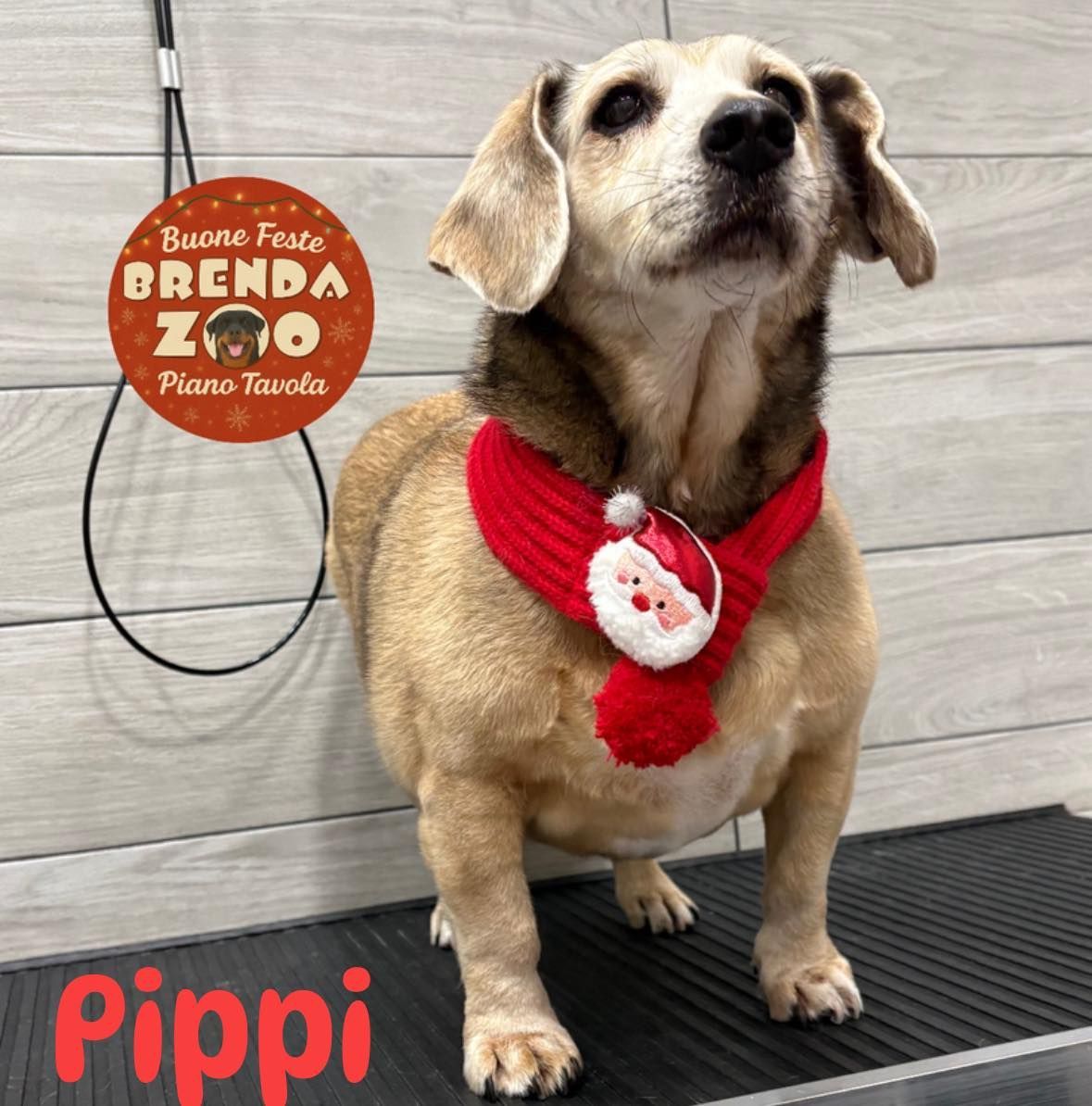 Un bassotto marrone chiaro che indossa una sciarpa di Babbo Natale; in piedi su un tavolo da toelettatura con un logo che dice 