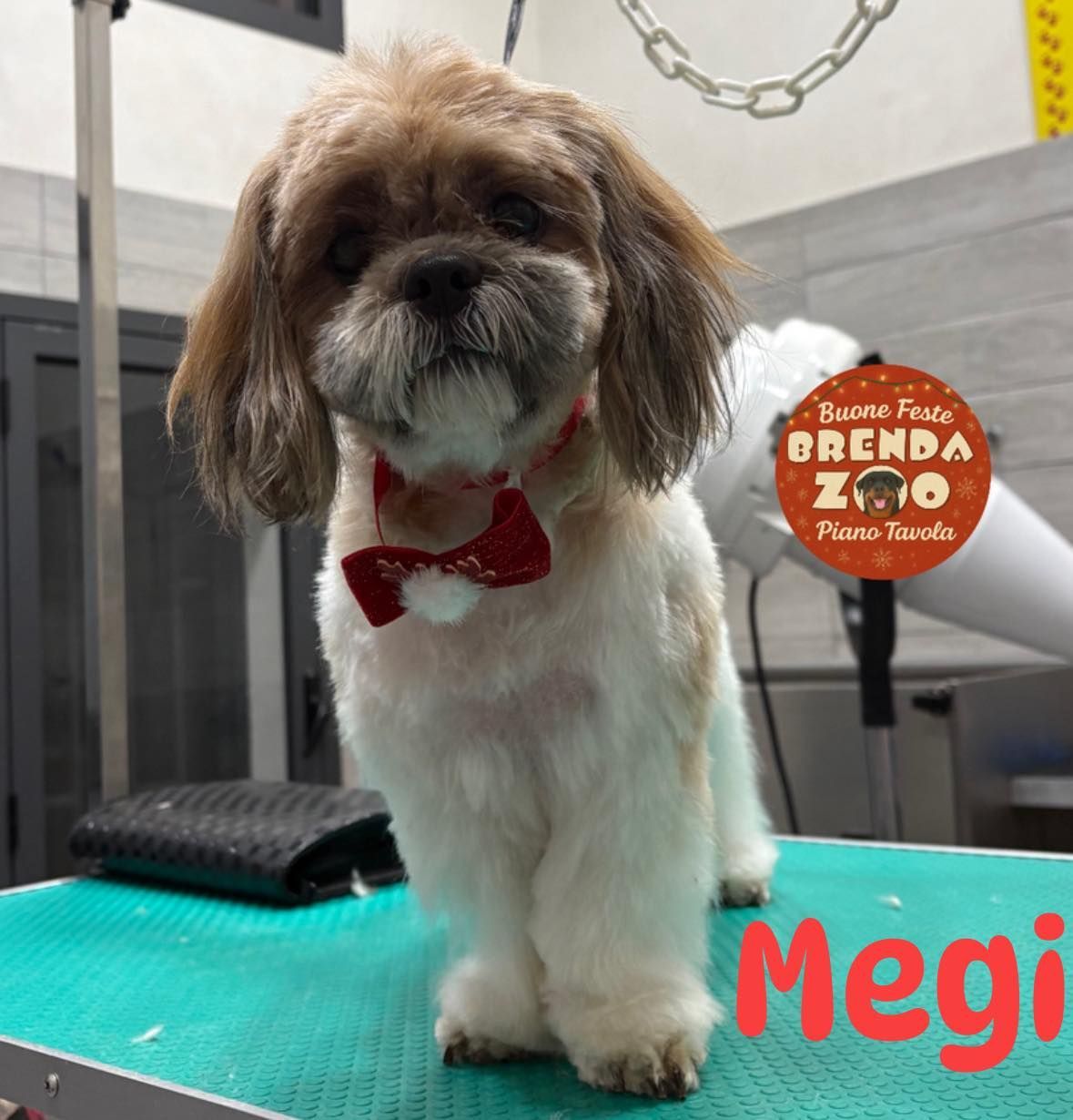 Cane Shih Tzu, dal pelo marrone chiaro e bianco, con un papillon rosso, in piedi su un tavolo da toelettatura.