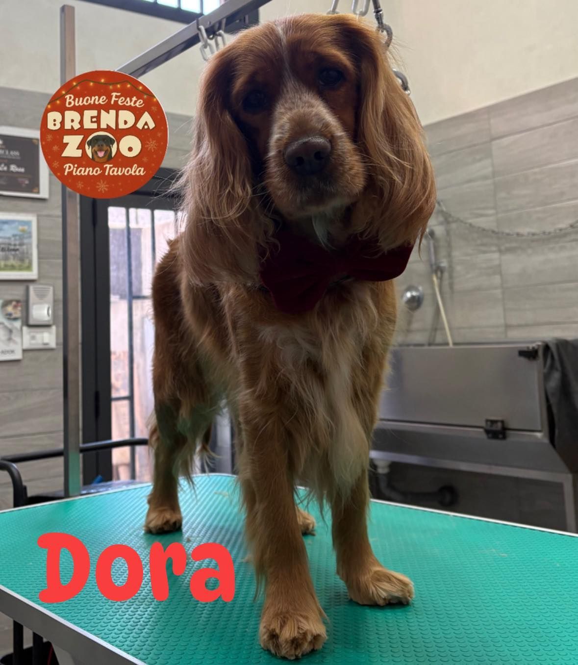 Un Cocker Spaniel marrone di nome Dora è in piedi su un tavolo da toelettatura. Indossa una bandana rossa.