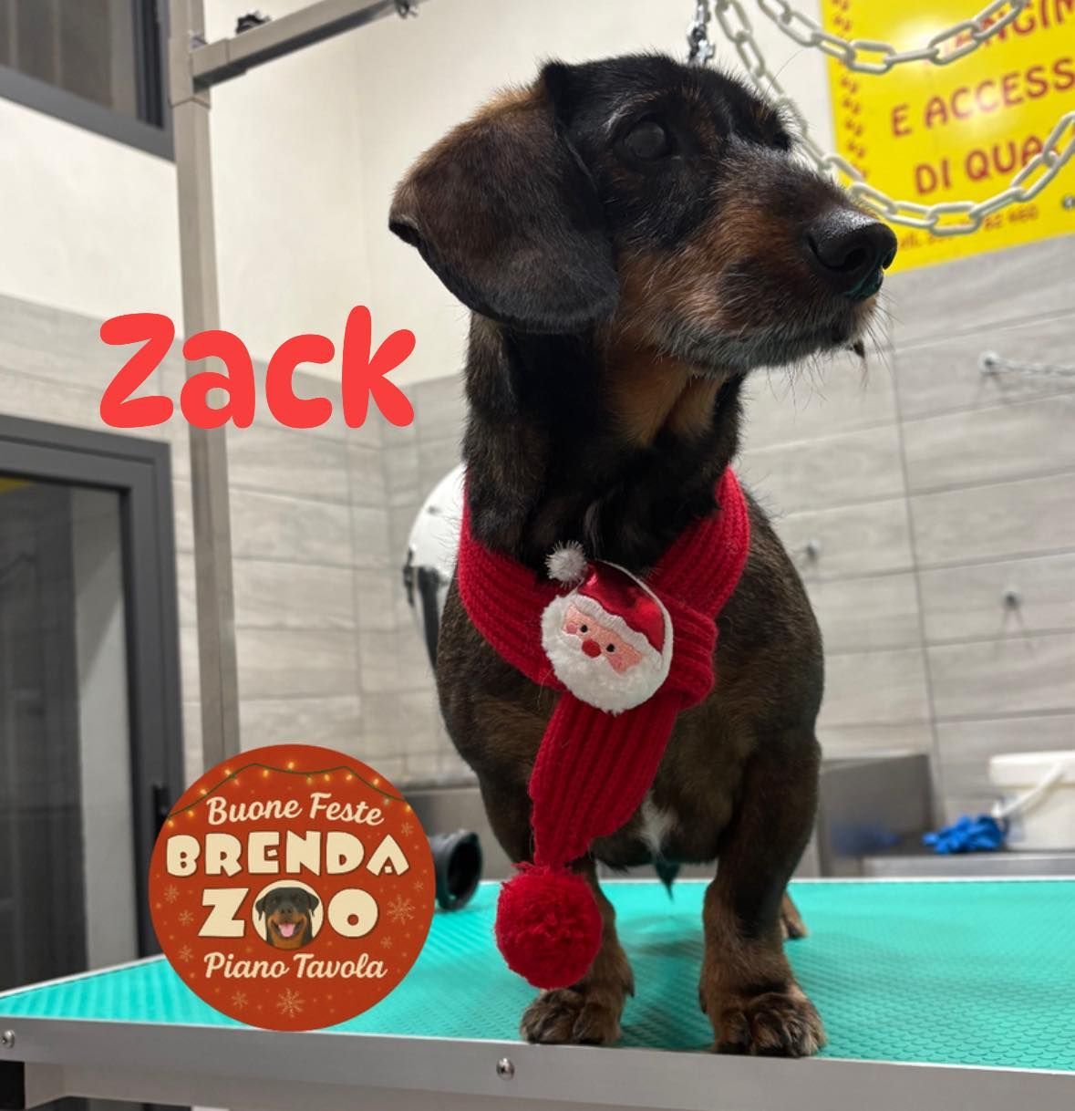 Un bassotto di nome Zack indossa una sciarpa rossa di Babbo Natale in un negozio di toelettatura per animali.