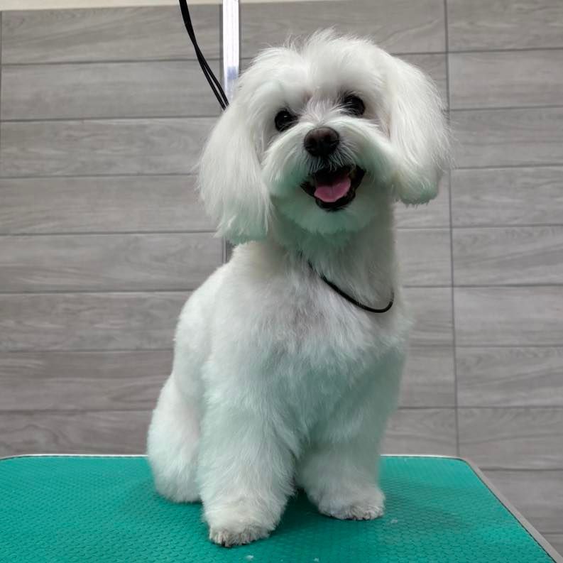 Cane maltese bianco con il pelo appena curato, seduto su una superficie verde, con l'aria felice e la lingua fuori.