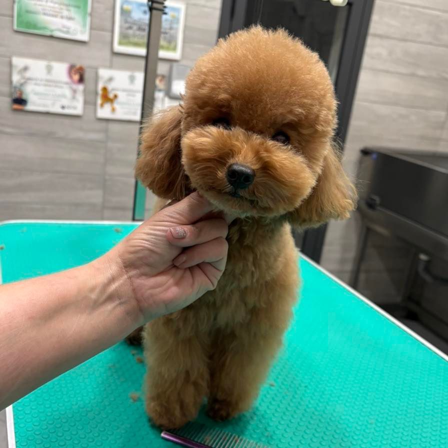 Barboncino marrone con il muso curato tenuto in mano. Il cane è in piedi su un tavolo da toelettatura.