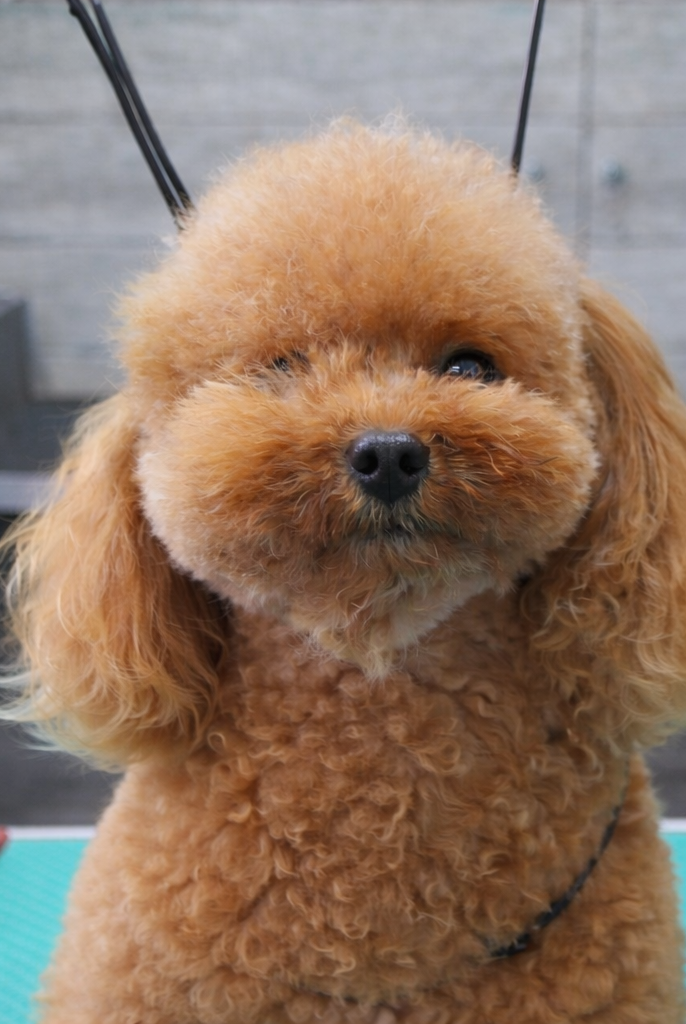 Golden retriever con la bocca aperta, sorridente, in casa.