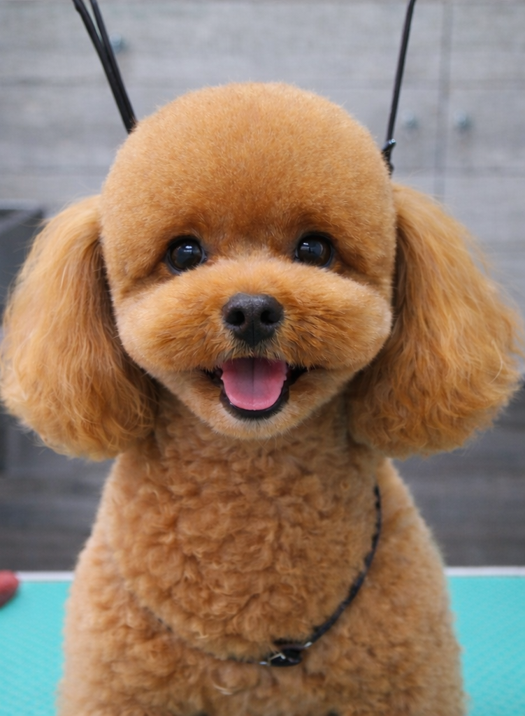 Un golden retriever con una bandana blu sorride, seduto in un negozio di toelettatura.