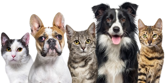 Cinque animali domestici, tra cui due gatti e due cani, e un bulldog francese, in posa su uno sfondo bianco.