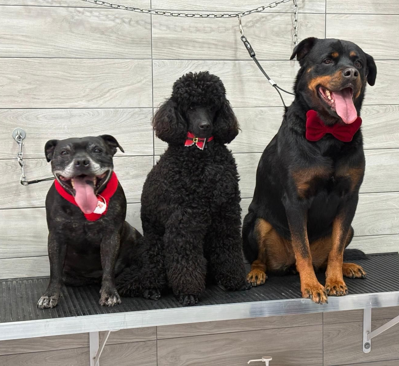 Golden retriever e gatto soriano sotto un asciugacapelli blu, sorridenti.